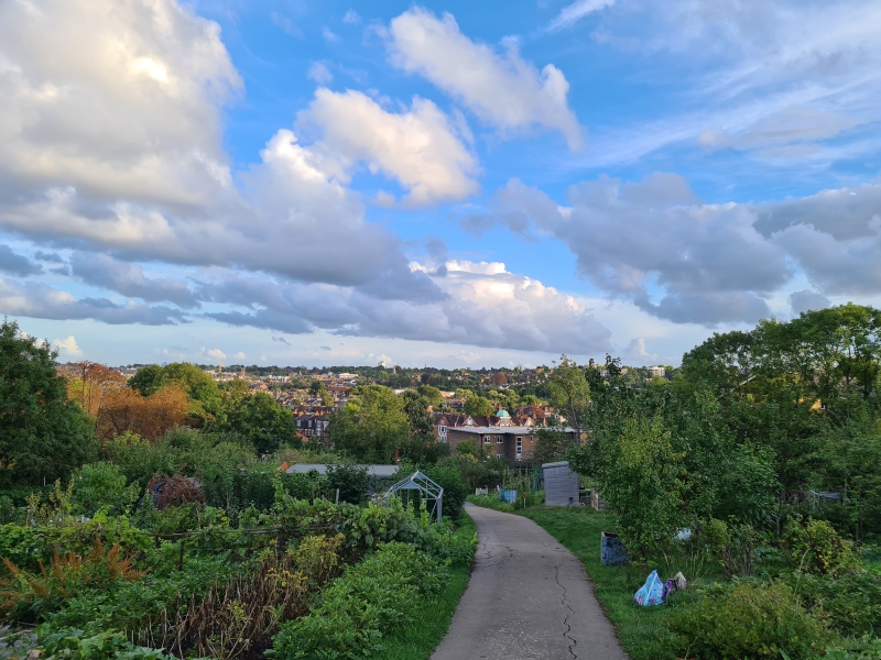 Ally Pally Allotments